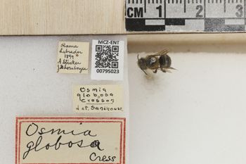 Media type: image;   Entomology 795023 Aspect: Labels